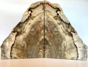 Extra Large Deschutes Oak Bookends| Petrified Wood Slice