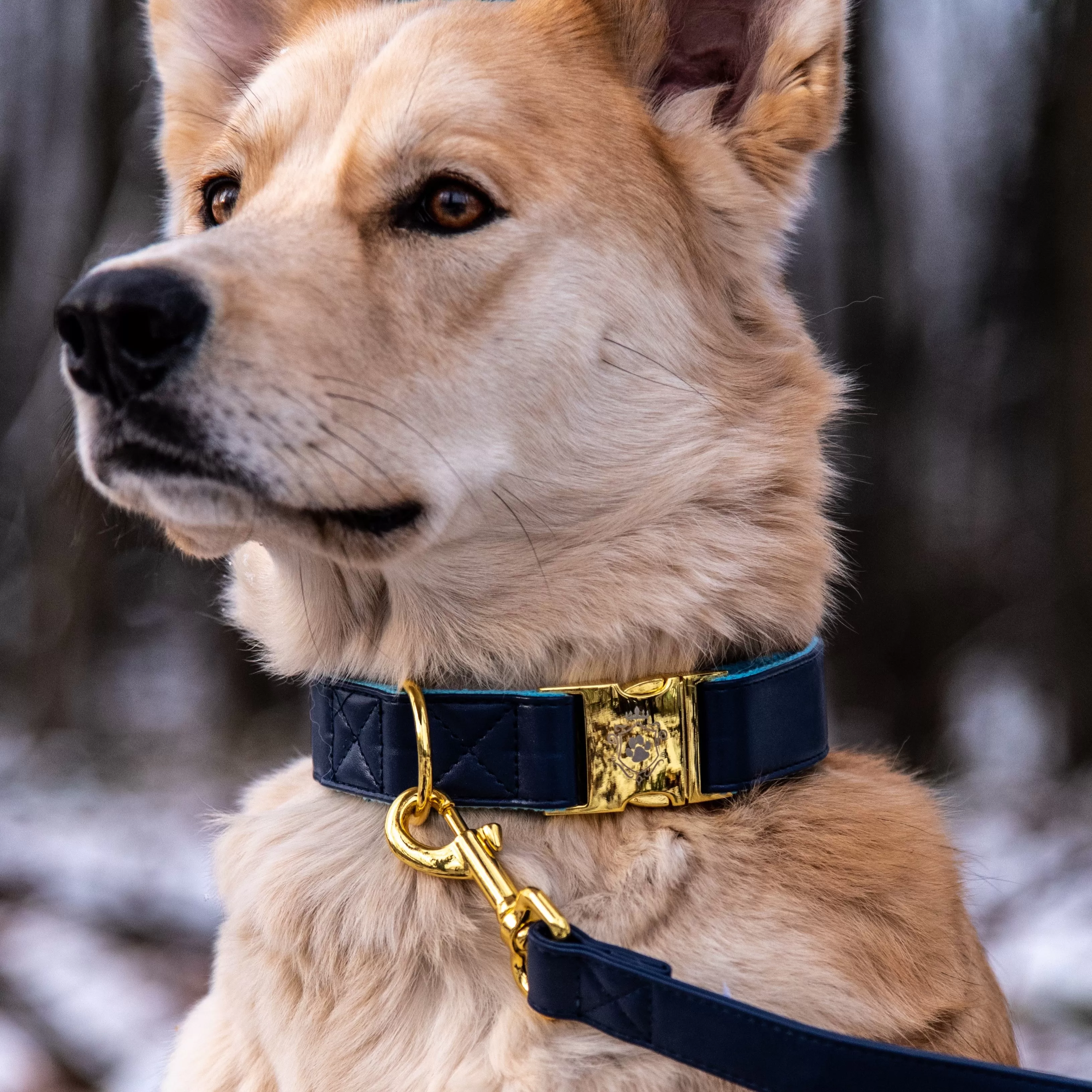 Royal Blue Collar & Leash Set