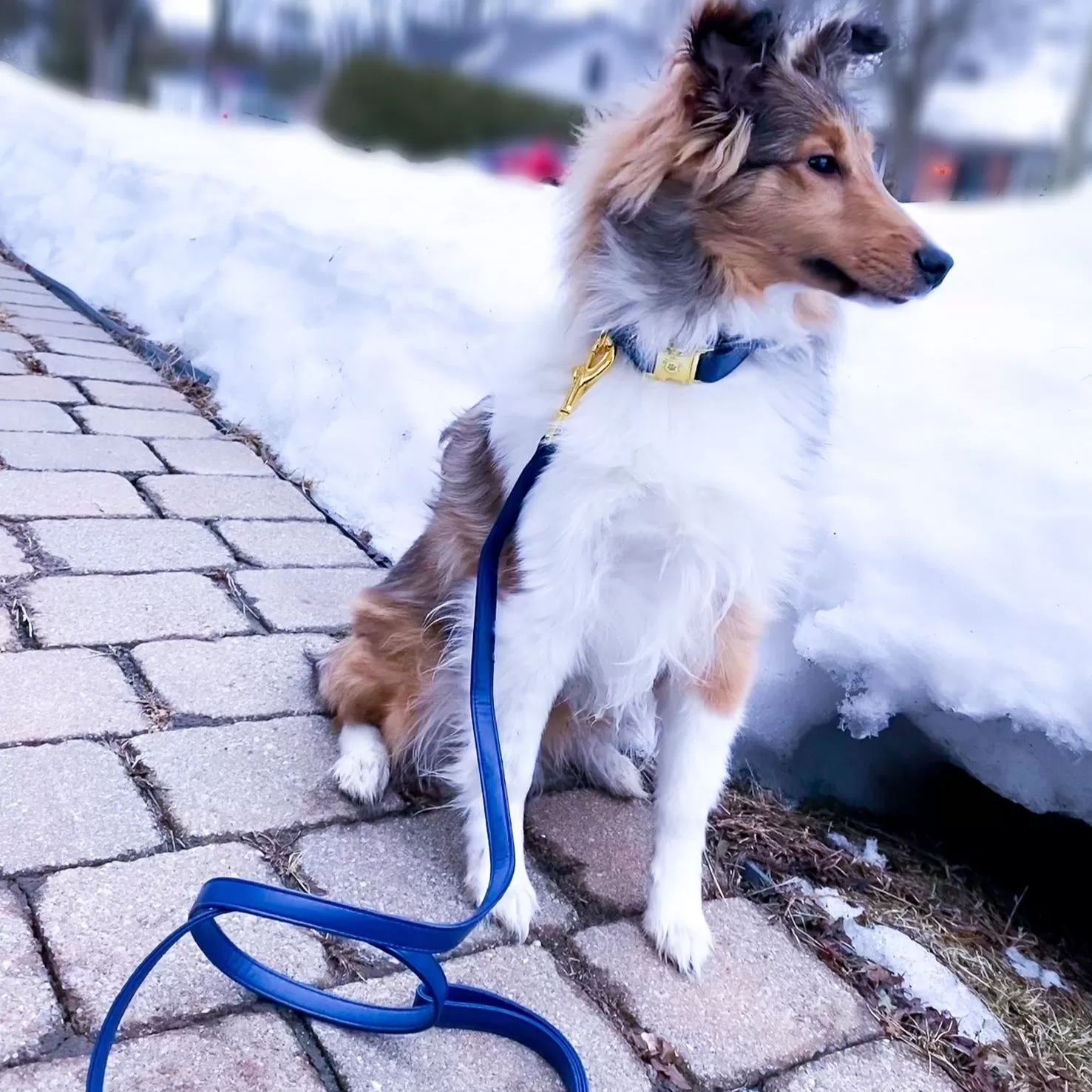 Royal Blue Collar & Leash Set