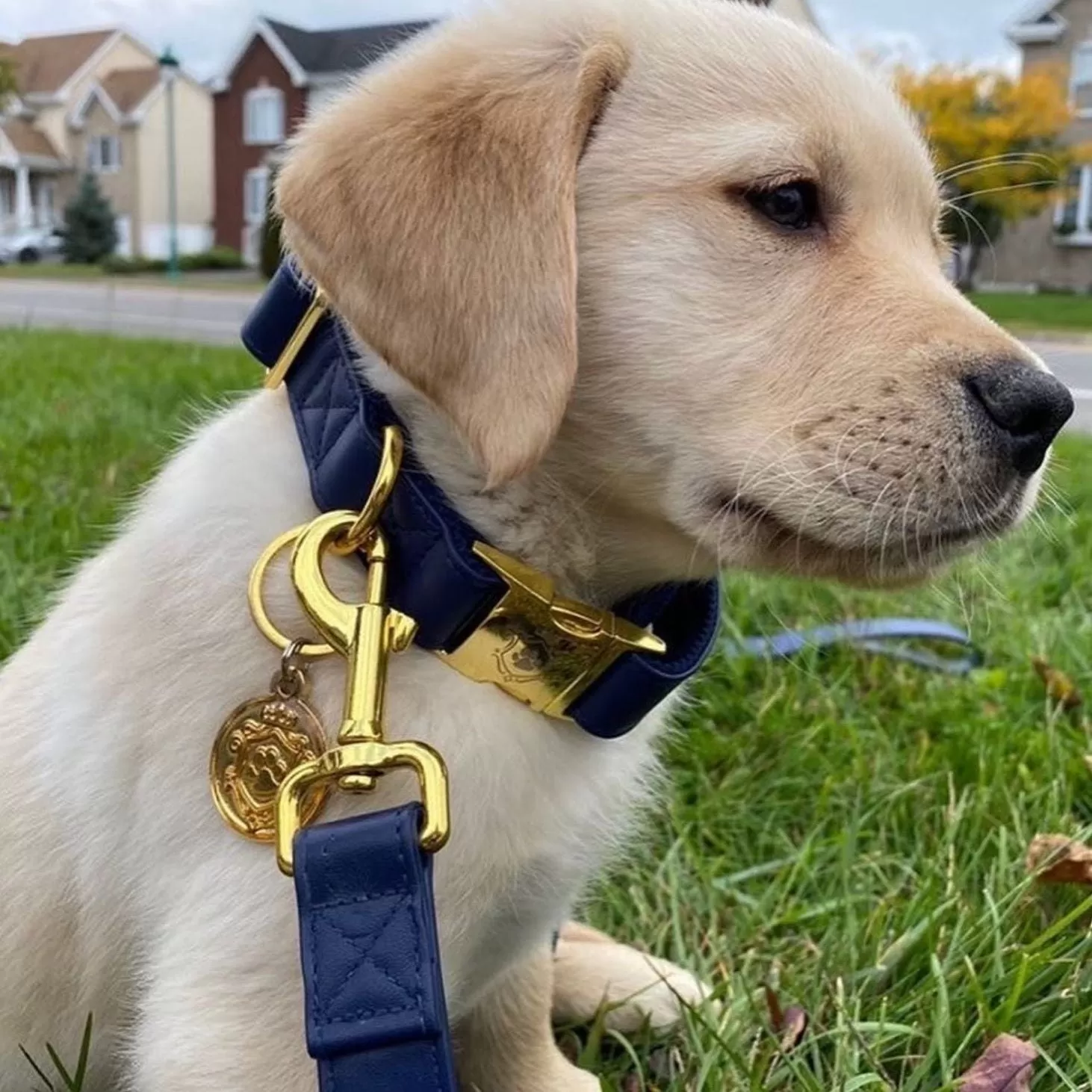 Royal Blue Collar & Leash Set